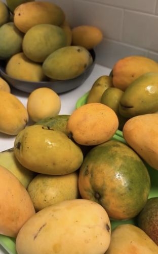 Mangos-Large Box